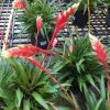 Bromeliad Vriesea 'Astrid