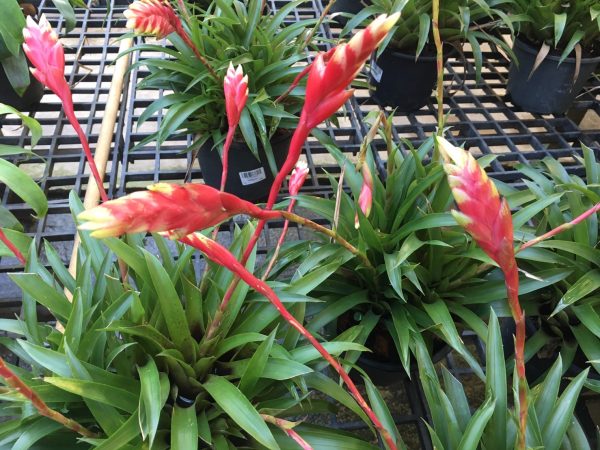 Bromeliad Vriesea 'Astrid