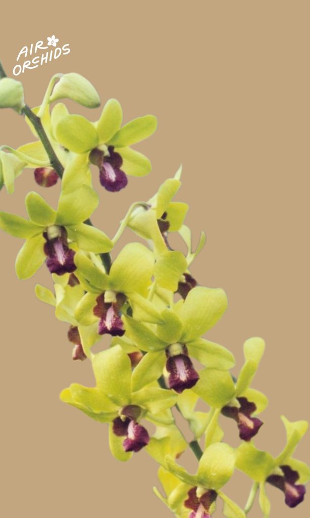 P0237 Den Airy Gold - Air Orchids Supermarket
