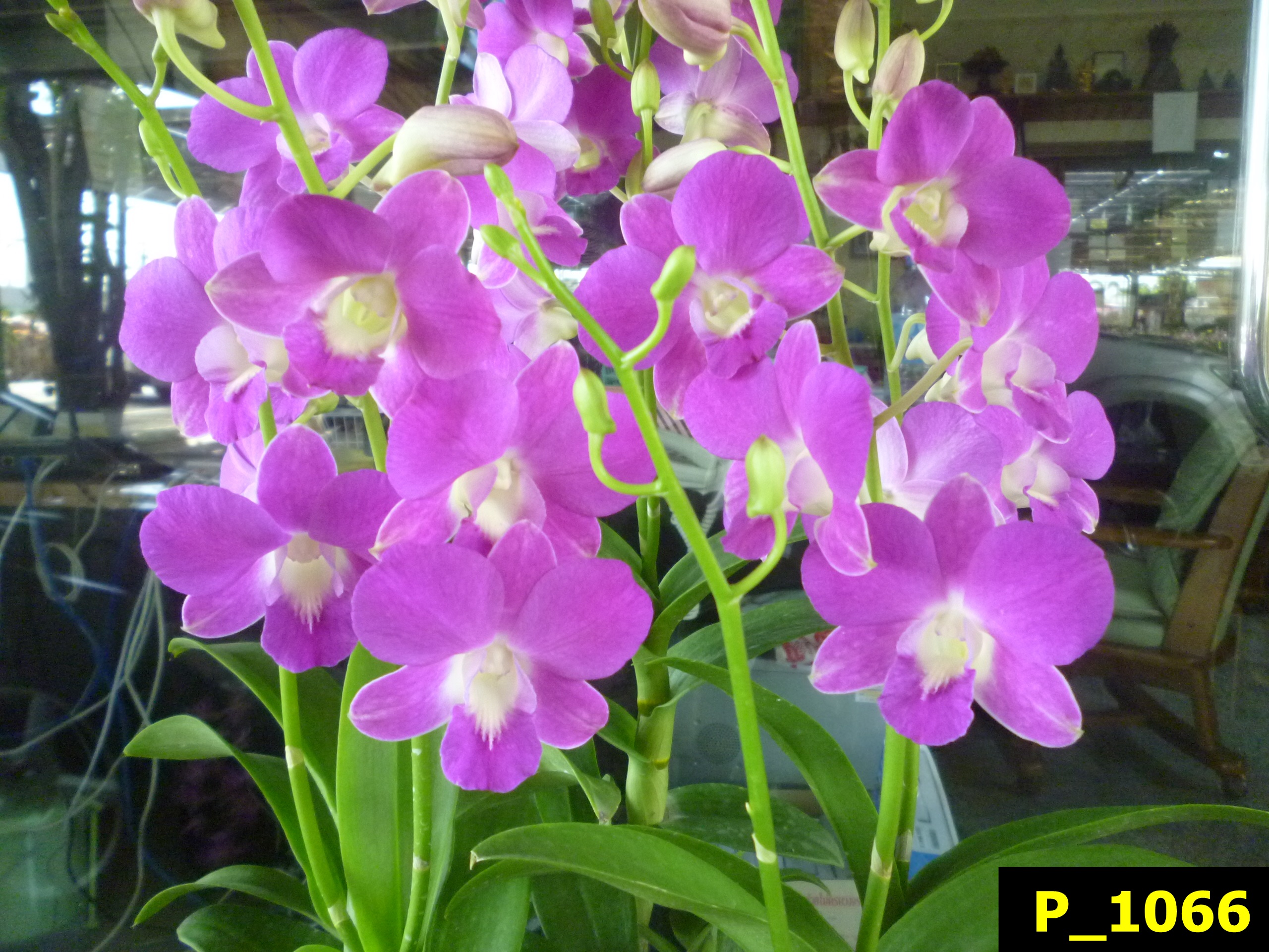 P_1066 Den.Goddess of Love 21