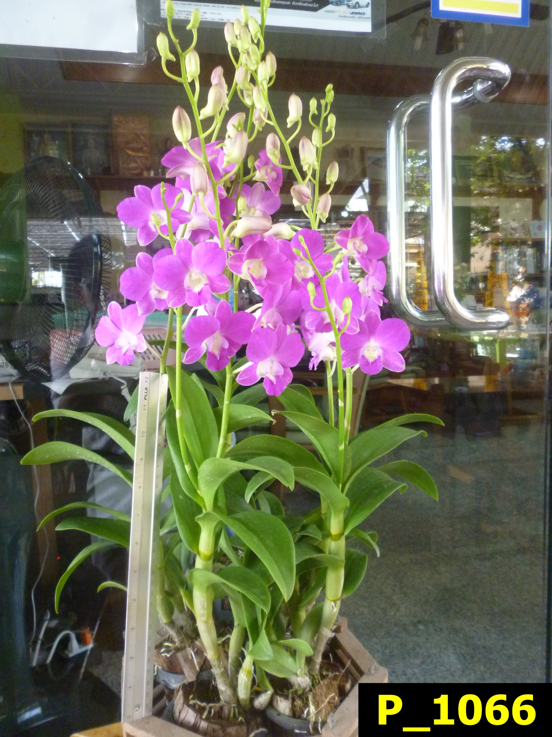 P_1066 Den.Goddess of Love 27